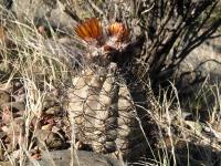 TB328_1_Pyrrchocactus_villicumensis.jpg